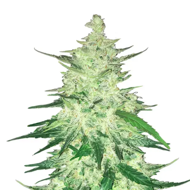CBD 1:1 Auto Feminised Cannabis Seeds | Fast Buds