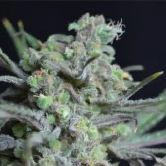 Critical Feminised Cannabis Seeds | CBD Seeds Classic Line
