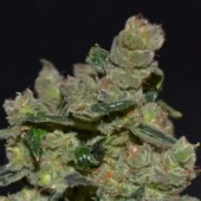 Diesel Feminised Cannabis Seeds | CBD Seeds Classic Line