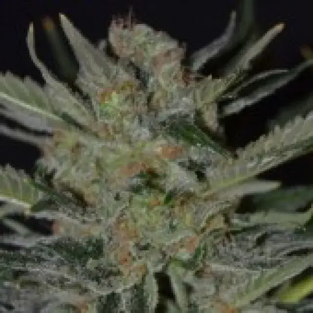 Domina Feminised Cannabis Seeds | CBD Seeds Classic Line