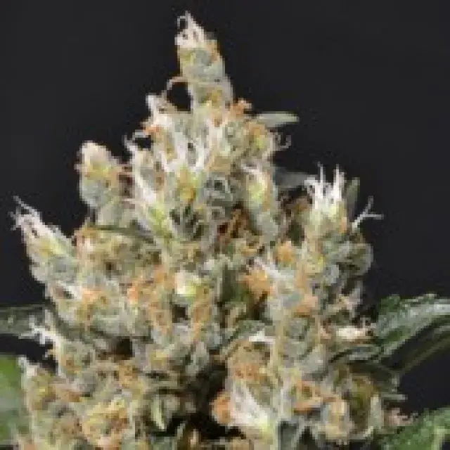 Kali Feminised Cannabis Seeds | CBD Seeds Classic Line