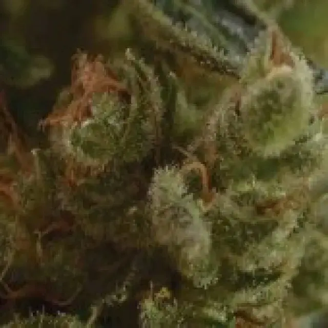 One to One Feminised Cannabis Seeds | CBD Seeds Medical Line
