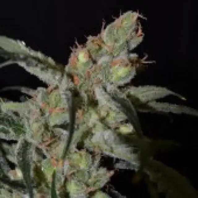 Shark Feminised Cannabis Seeds | CBD Seeds Classic Line