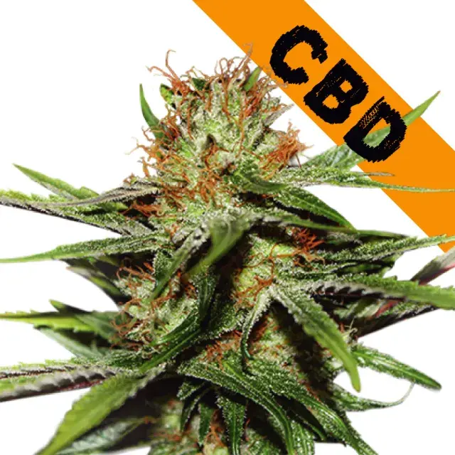 CBD Critical XXL Feminised Cannabis Seeds | Seed Stockers