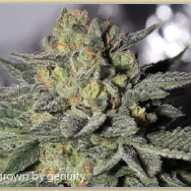 Green Gage Charity OG Cannabis Seeds