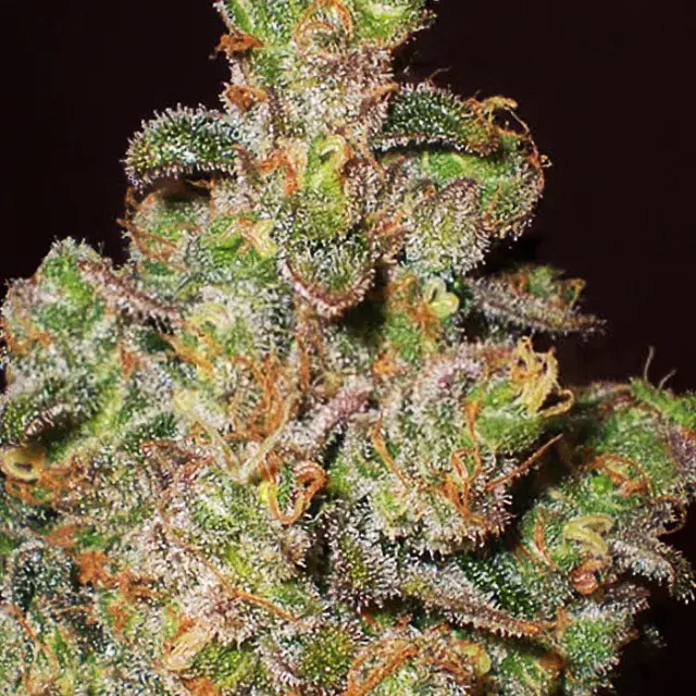 Cheese Feminised Cannabis Seeds | Expert Seeds