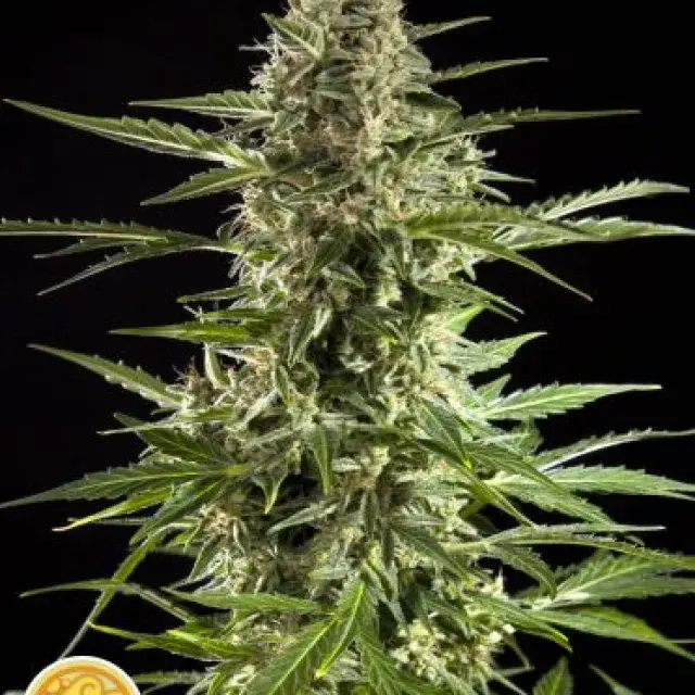 Auto Stilton CBD Feminised Cannabis Seeds | Philosopher Seeds