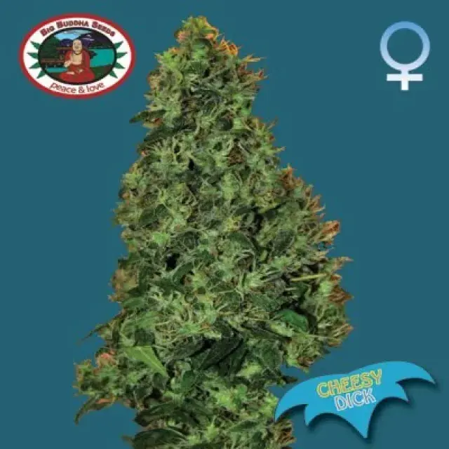 Big Buddha Seeds Cheesy Dick Feminised Cannabis Seeds For Sale