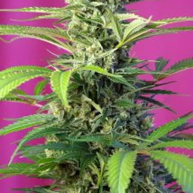 Chem Beyond Diesel CBD Feminised Cannabis Seeds | Sweet Seeds