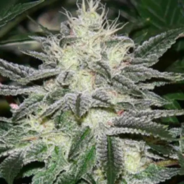 Chem Dawg Regular Cannabis Seeds | Apothecary Genetics Seeds