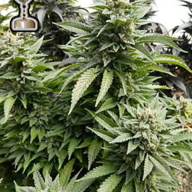 Chem 91 Regular Cannabis Seeds | Apothecary Genetics Seeds