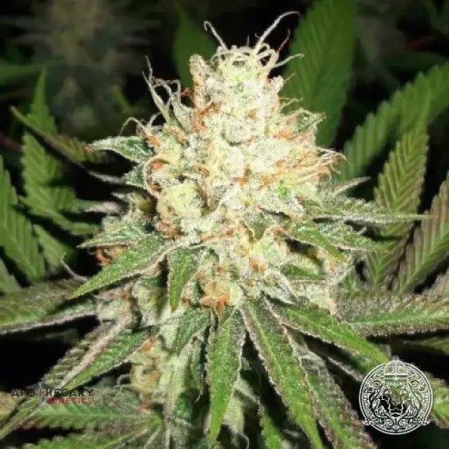 Cherry OG Regular Cannabis Seeds | Apothecary Genetics Seeds