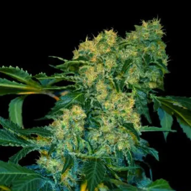 Chingis Khan Feminised Cannabis Seeds
