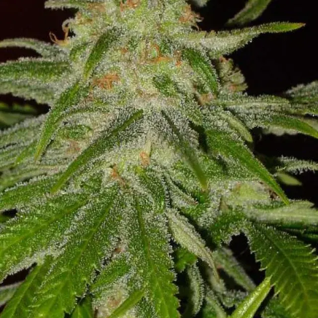 Cinderella 99 Feminised Cannabis Seeds | BC Bud Depot