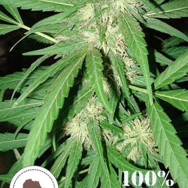 Coffee Gold Regular Cannabis Seeds | Seeds of Africa