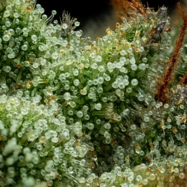 Slightly Stoopd Collie Man Kush Feminised Cannabis Seeds - Humboldt Seed Company