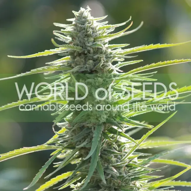 Columbian Gold Feminised Cannabis Seeds | World of Seeds