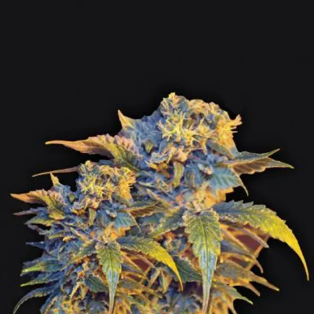 Colombian Sweet Feminised Cannabis Seeds