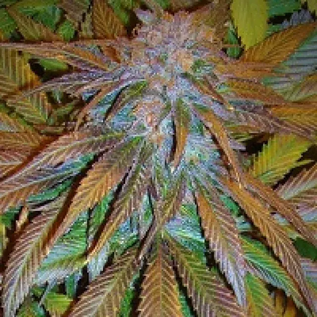 Congo Feminised Cannabis Seeds | Ace Seeds