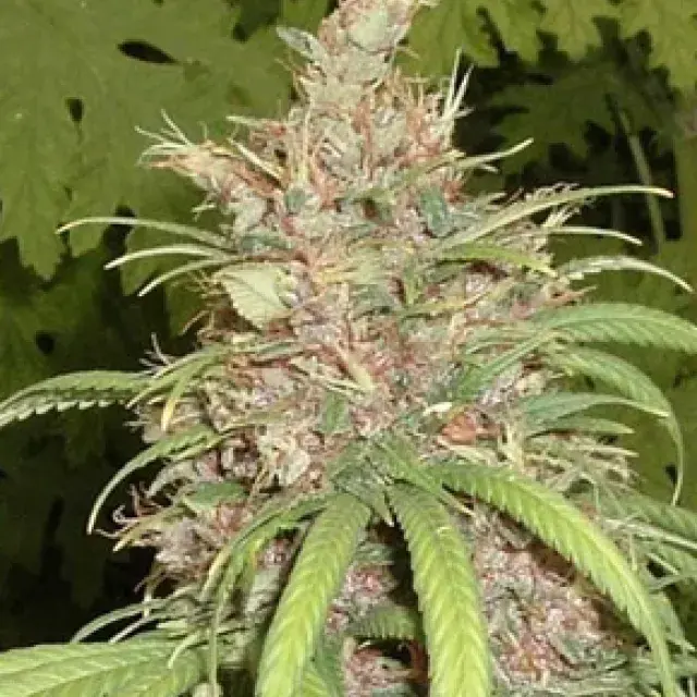 Congo x Nigerian Hash Plant Regular Cannabis Seeds | Apothecary Genetics Seeds 