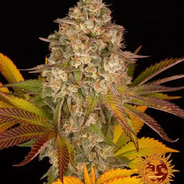 Cookies Kush Auto Feminised Cannabis Seeds | Barney's Farm .