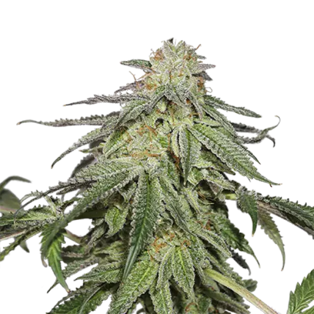 Cookies and Cream Auto Feminised Cannabis Seeds | Seed Stockers