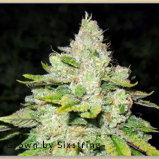Gage Green Cornerstone Cannabis Seeds