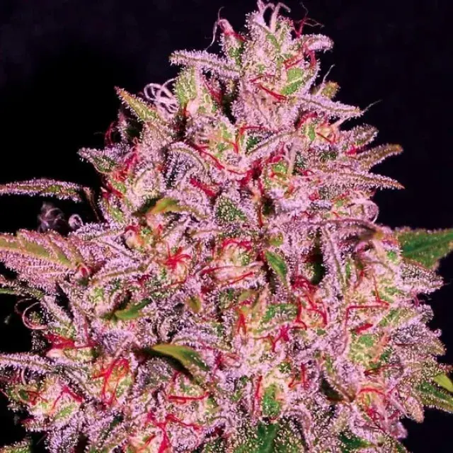 Empire Slurty Cannabis Seeds – Empire Seeds Bank.
