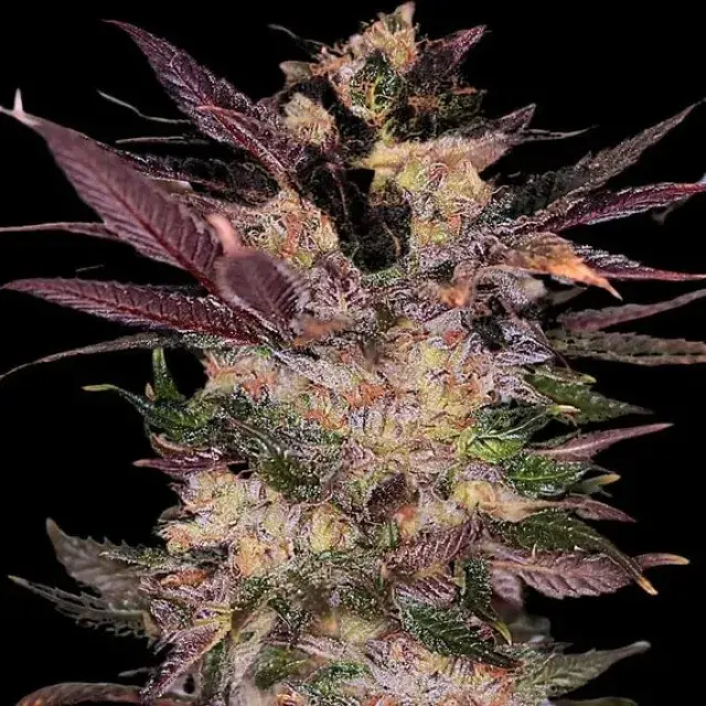 Empire Slapz Cannabis Seeds – Empire Seeds Bank.