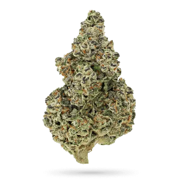 Crazy Roses FAST Feminised Cannabis Seeds - Growers Choice