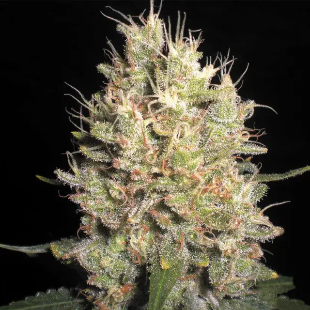 Crazy Miss Hyde Feminised Cannabis Seeds | Samsara Seeds