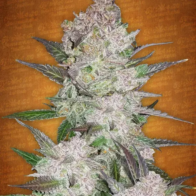 Cream Cookies Auto Feminised Cannabis Seeds | Fast Buds