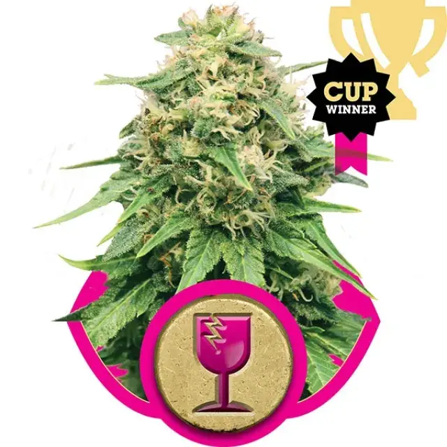 Critical Feminised Cannabis Seeds | Royal Queen Seeds