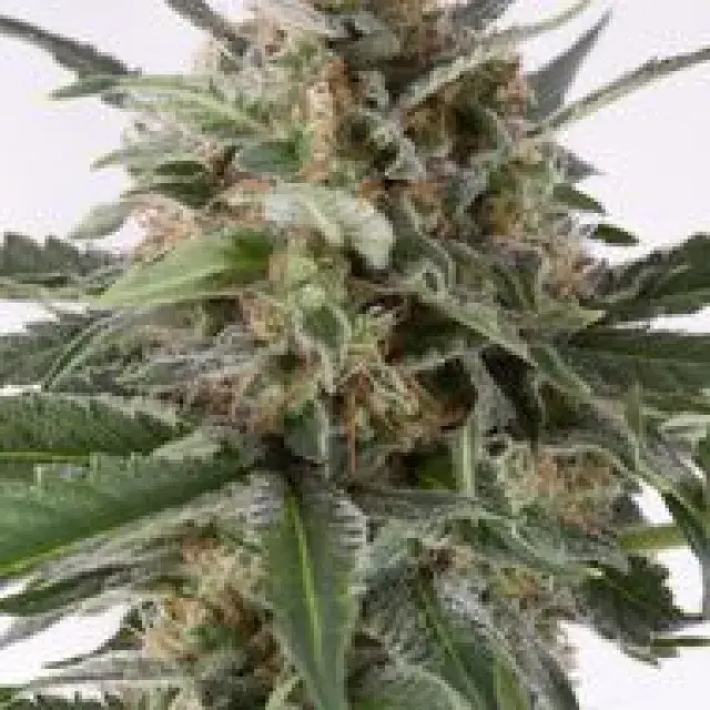 Critical + Automatic Feminised Cannabis Seeds | Dinafem Seeds
