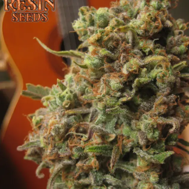 Critical Haze Feminised Cannabis Seeds | Resin Seeds