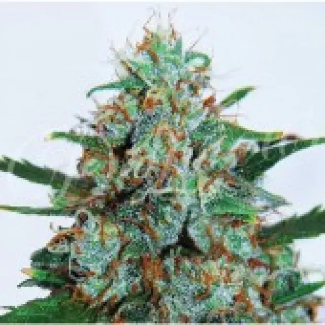 Critical Neville Haze Auto Feminised Cannabis Seeds | Delicious Seeds