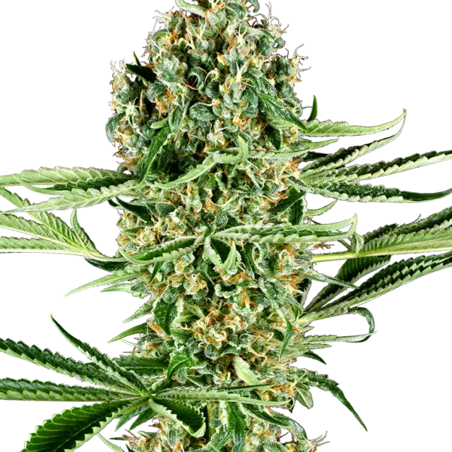 Critical Runtz Feminised Cannabis Seeds - Sensi Seeds Research