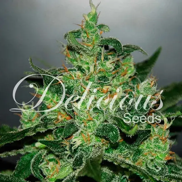 Critical x Jack Herer Auto Feminised Cannabis Seeds | Delicious Seeds