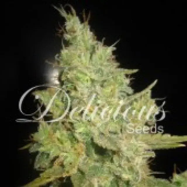 Critical Kali Mist Feminised Cannabis Seeds | Delicious Seeds