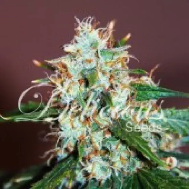 Critical Neville Haze Feminised Cannabis Seeds | Delicious Seeds
