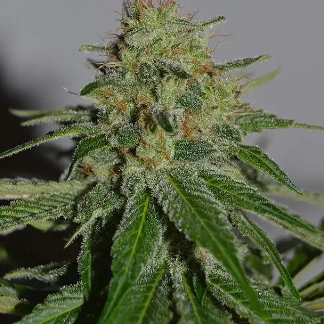 Crop Doctor Feminised Cannabis Seeds | Cream Of The Crop 