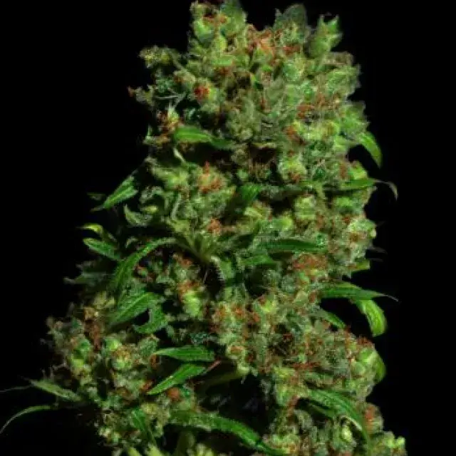 Critical VIP Feminised Cannabis Seeds