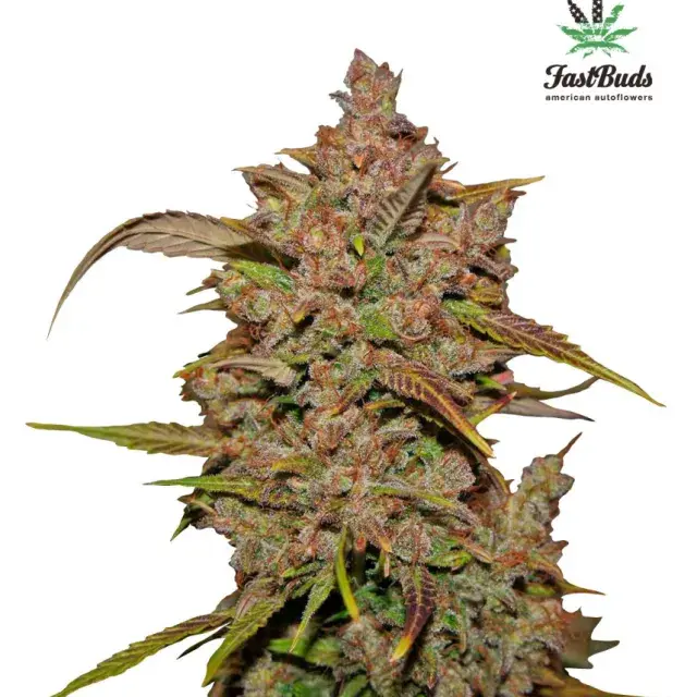 Crystal METH Auto Feminised Cannabis Seeds | Fast Buds