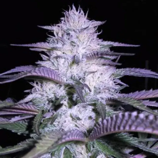 Currant Kush Feminised Cannabis Seeds