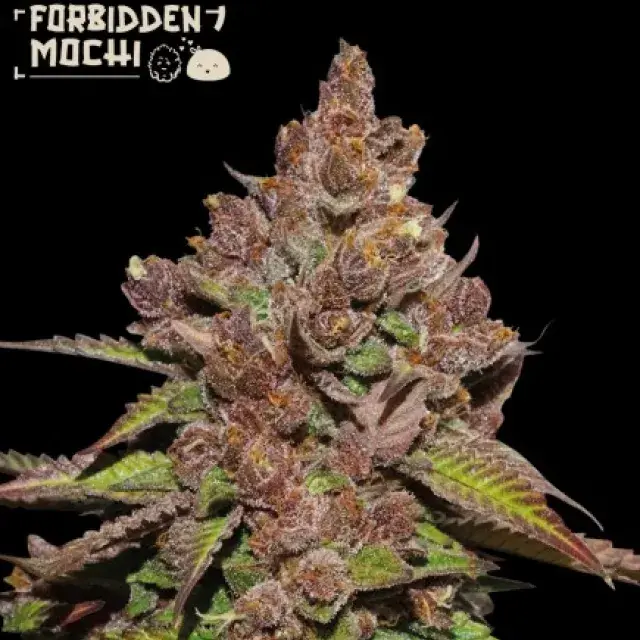 Forbidden Mochi Feminised Cannabis Seeds | Seed Stockers.