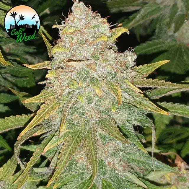 Hulk Smash Feminised Cannabis Seeds - Cali Weed