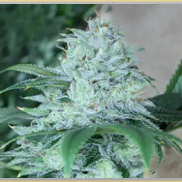 Gage Green Daybreaker Cannabis Seeds
