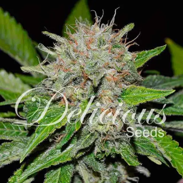 Deep Mandarine Feminised Cannabis Seeds | Delicious Seeds