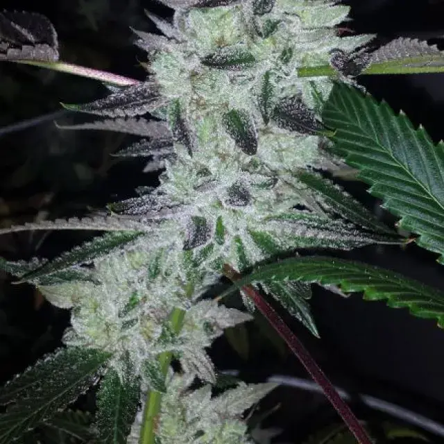 Deliquent OG Feminised Cannabis Seeds |  BC Bud Depot