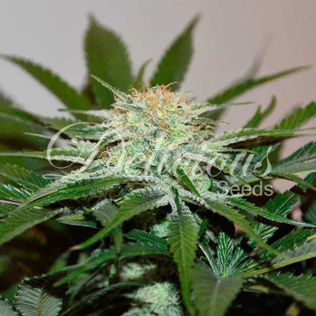 Descojack Feminised  Cannabis Seeds | Delicious Seeds